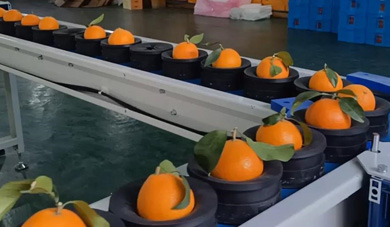 开浦自由果托式智能分选系统引领红美人柑橘品质升级